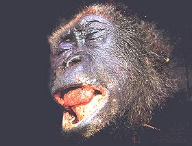 Toter Gorilla - Ausverkauf in Afrika